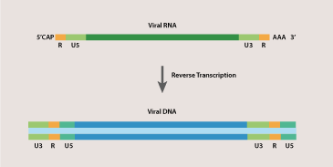 Introduction to Reverse Transcription